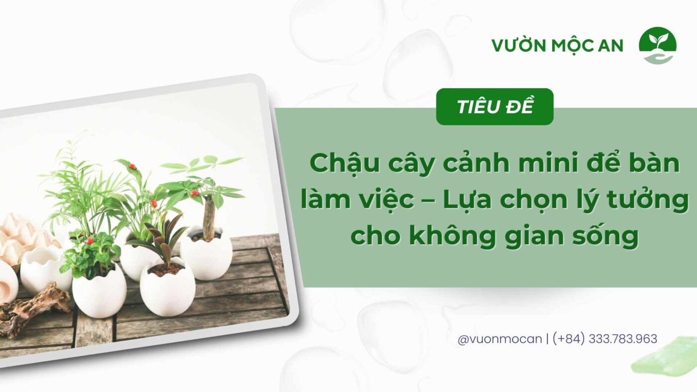 Chậu cây cảnh mini để bàn