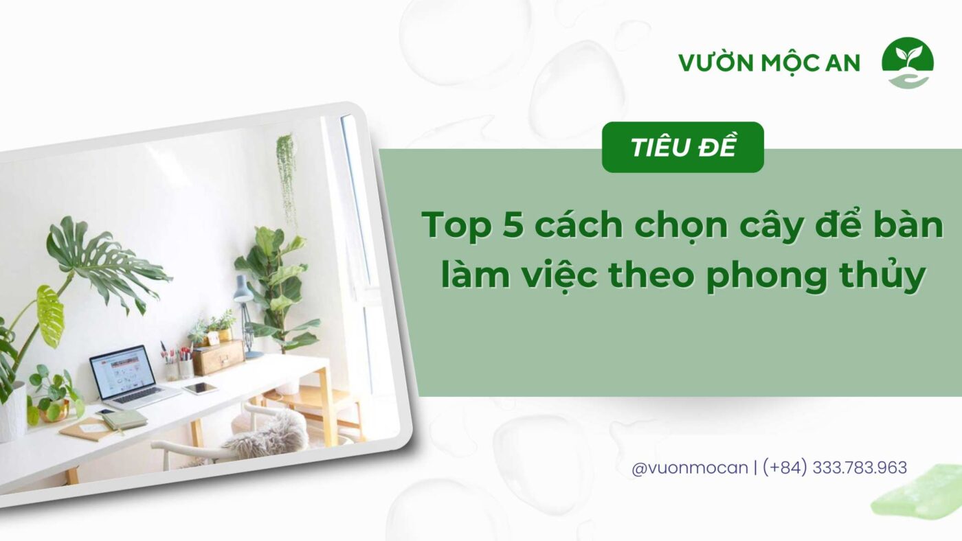 Cây để bàn làm việc theo phong thủy