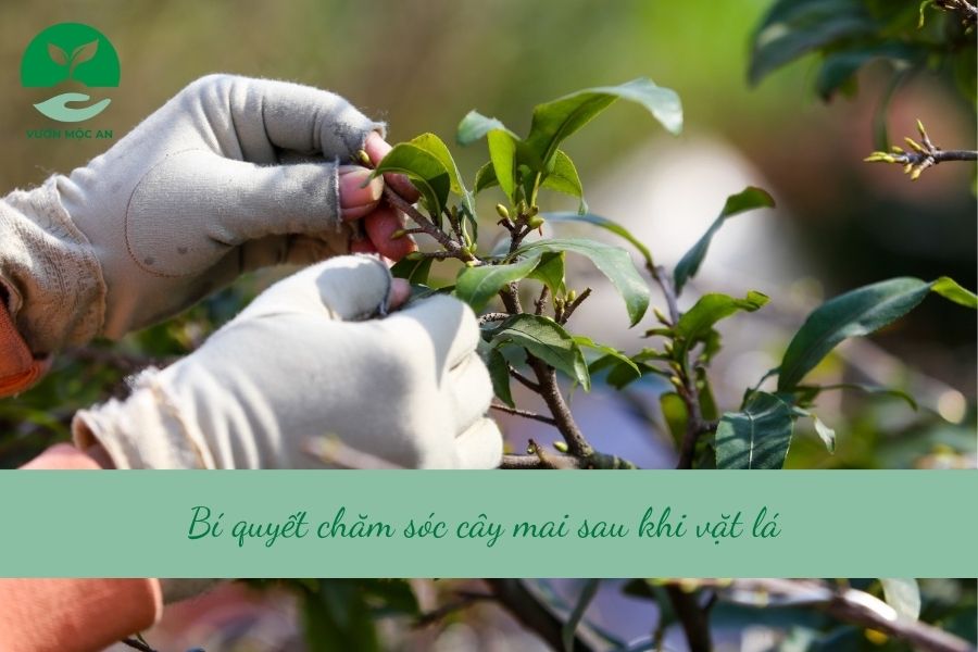 Cách chăm sóc cây mai vàng sau khi vặt lá