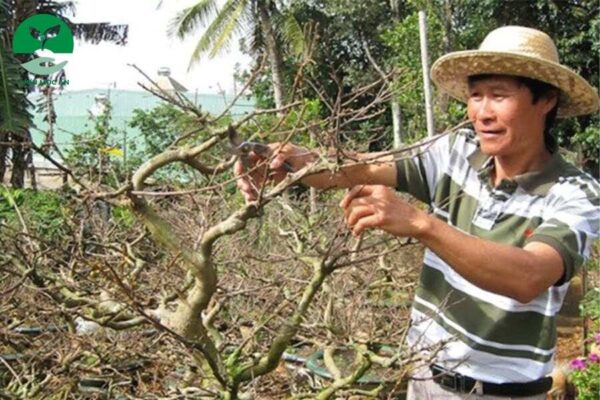 Cách chăm sóc cây mai vàng sau khi vặt lá cắt tỉa 