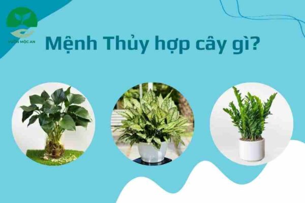 Mệnh Thủy hợp với cây gì? Ý nghĩa của cây phong thủy mệnh Thủy.