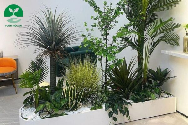 Top 5 những loại cây tài lộ trong nhà, văn phòng phổ biến giúp phát tài.