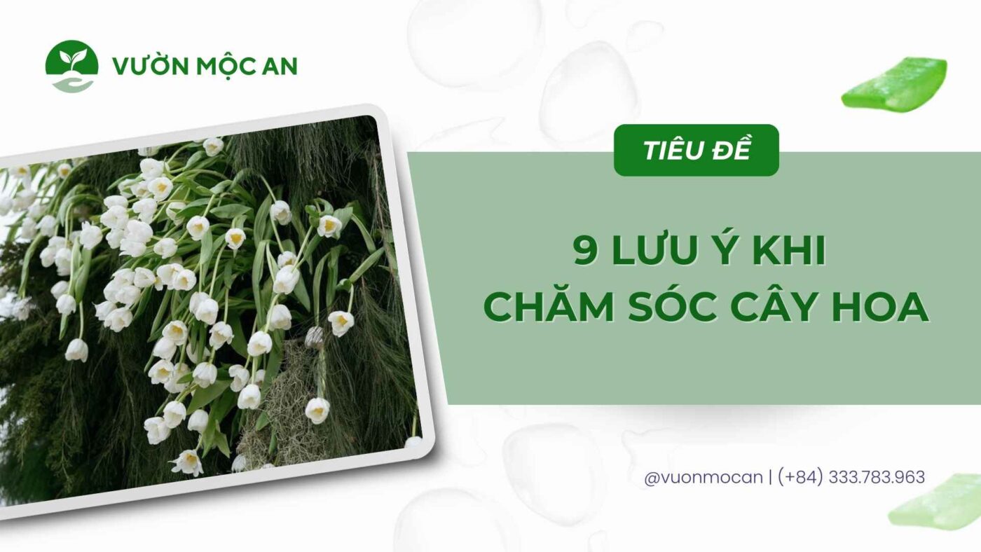 9-luu-y-khi-cham-soc-cay-hoa