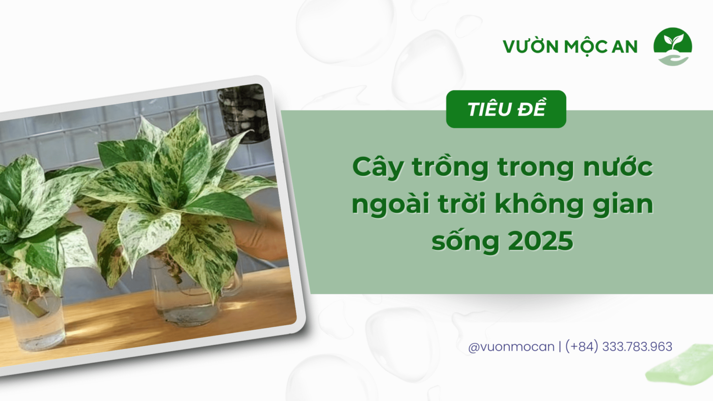 Cây trồng trong nước ngoài trời