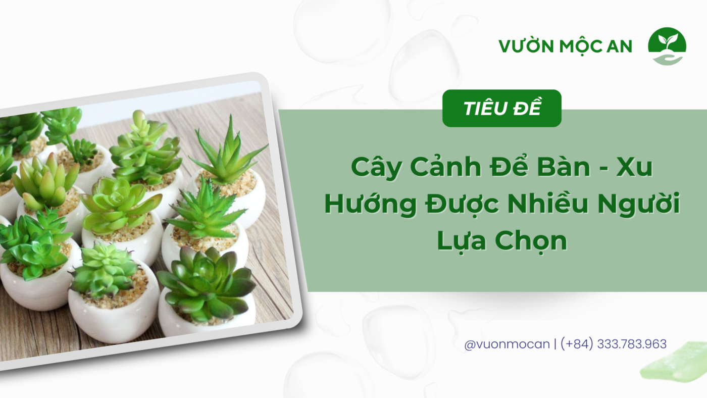 Cây cảnh để bàn