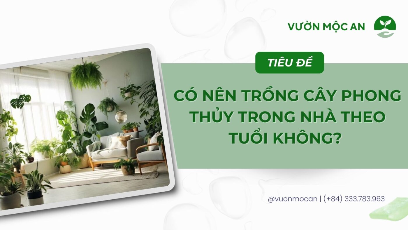 Trồng cây phong thủy trong nhà có nên hay không