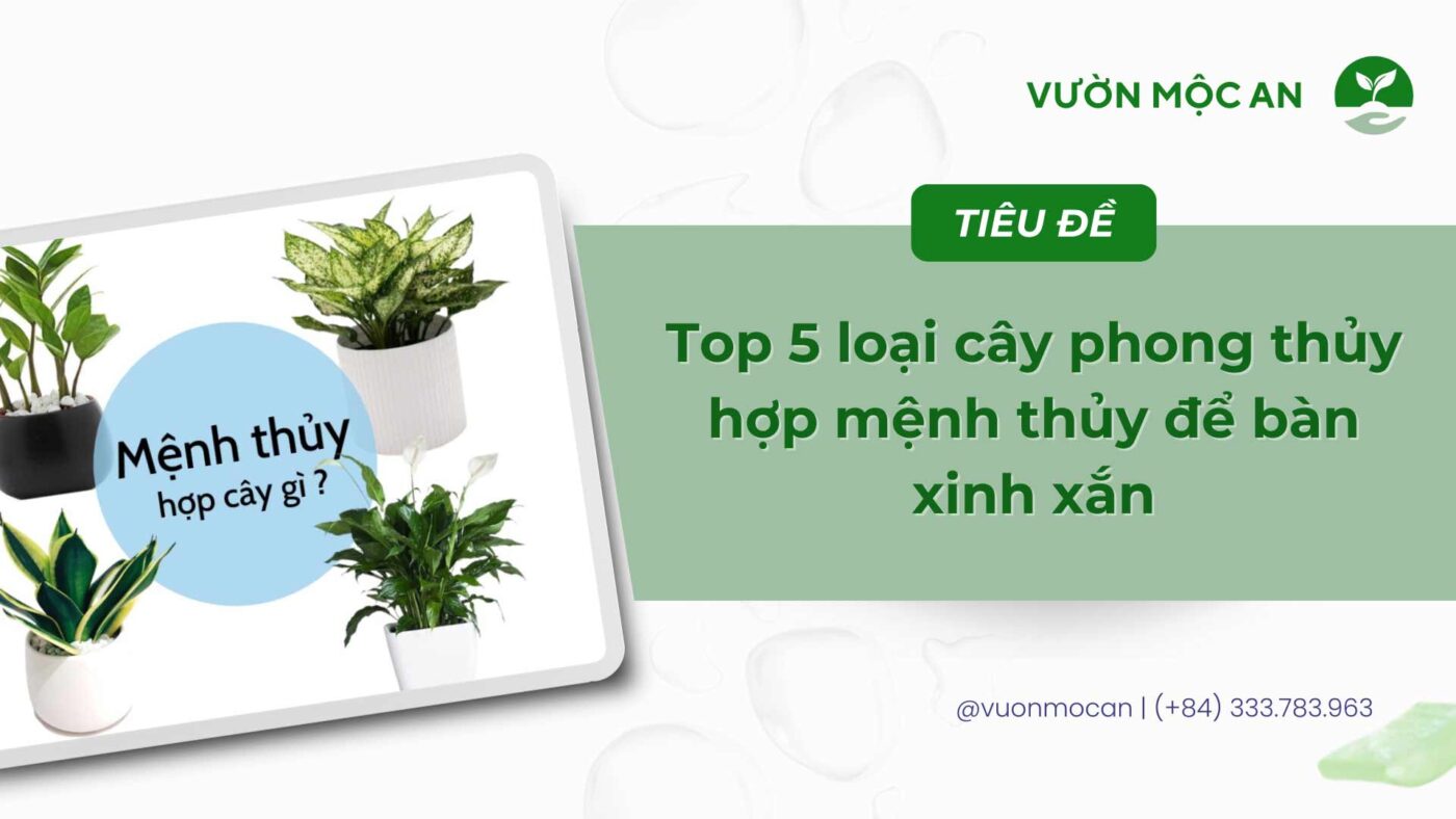 Cây phong thủy hợp mệnh thủy