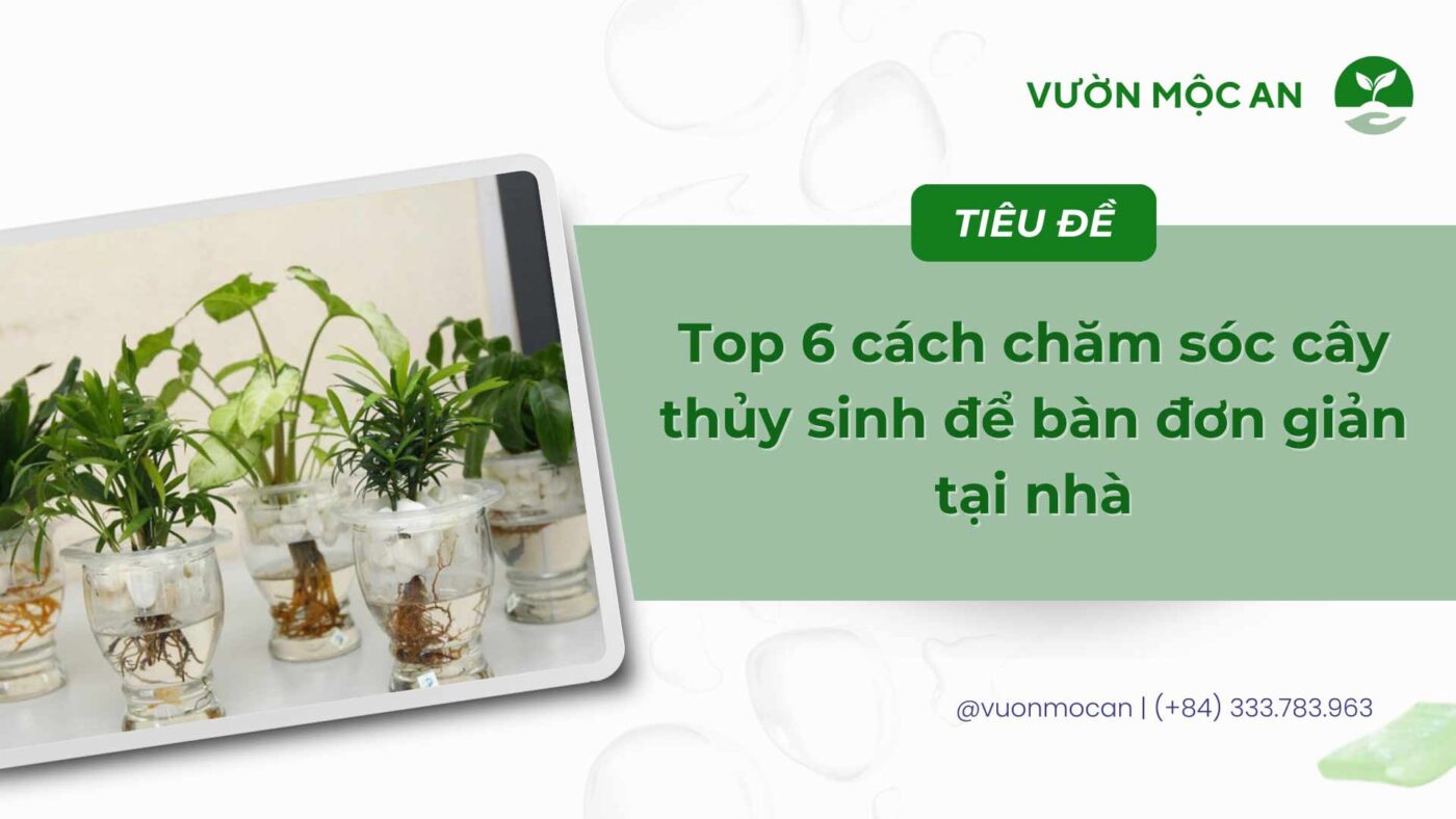 Cách chăm sóc cây thủy sinh để bàn