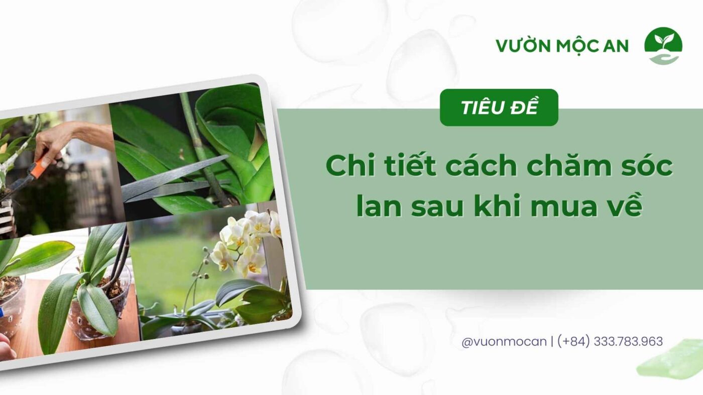 Chi tiết cách chăm sóc lan sau khi mua về