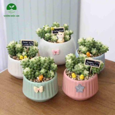 chau-sen-da-chuoi-ngoc-mini