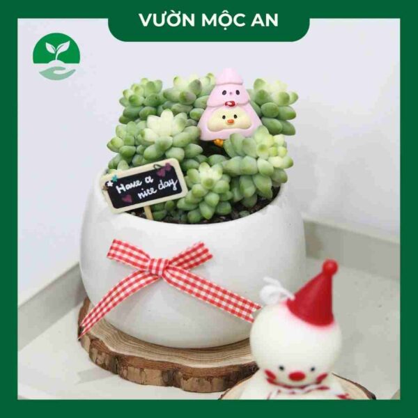 sen-da-chuoi-ngoc-vuon-moc-an
