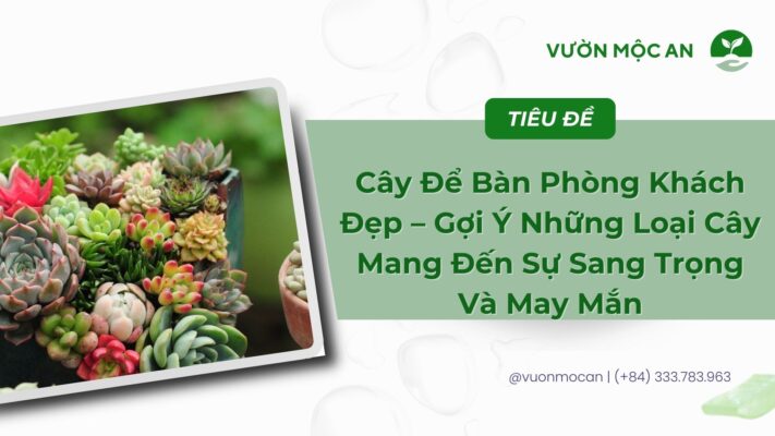 Cây Để Bàn Phòng Khách Đẹp