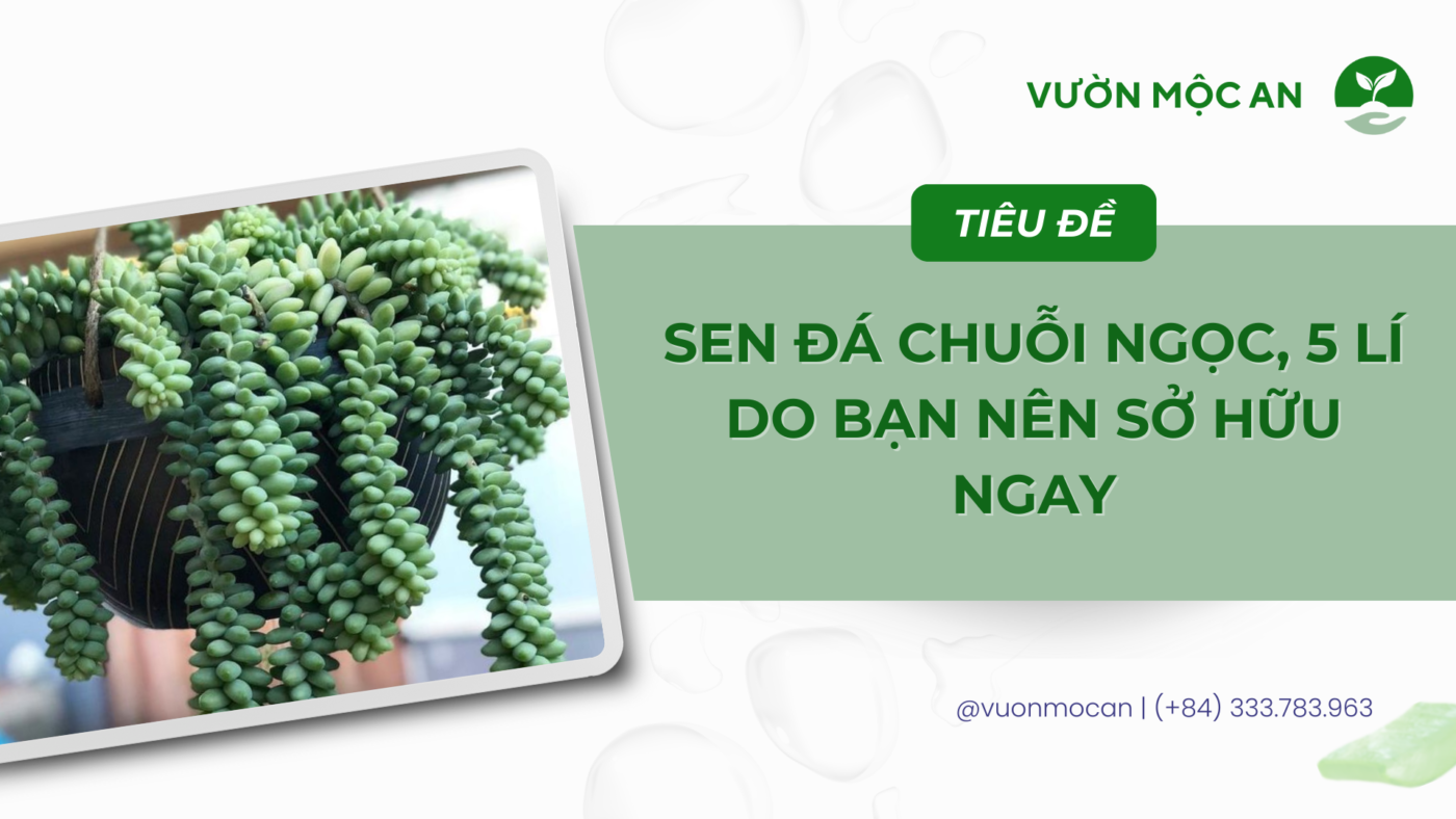 sen đá chuỗi ngọc