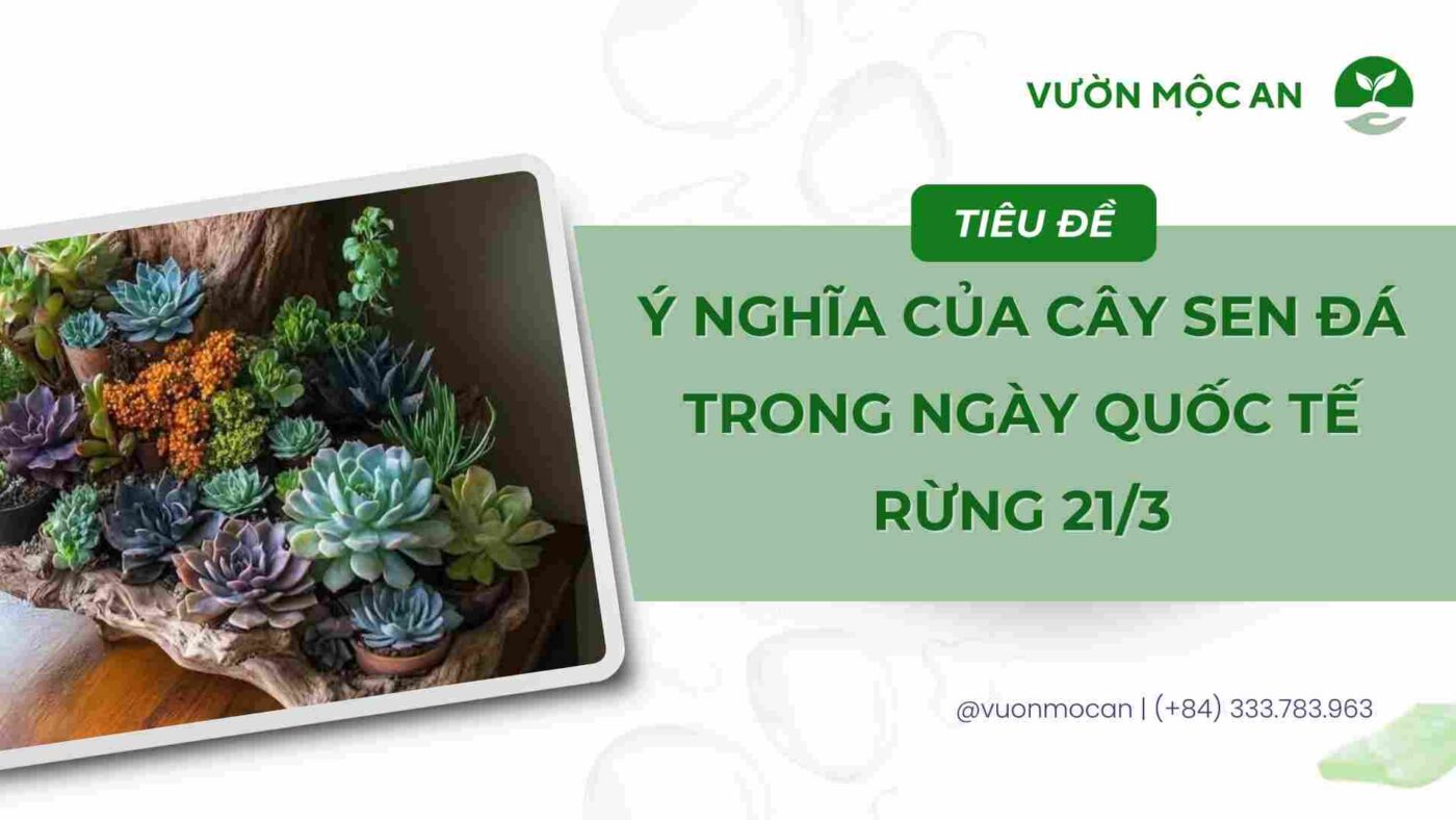 Ý Nghĩa Của Cây Sen Đá Trong Ngày Quốc Tế Rừng 21/3