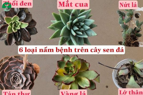 Bệnh thường gặp ở sen đá Nấm bệnh