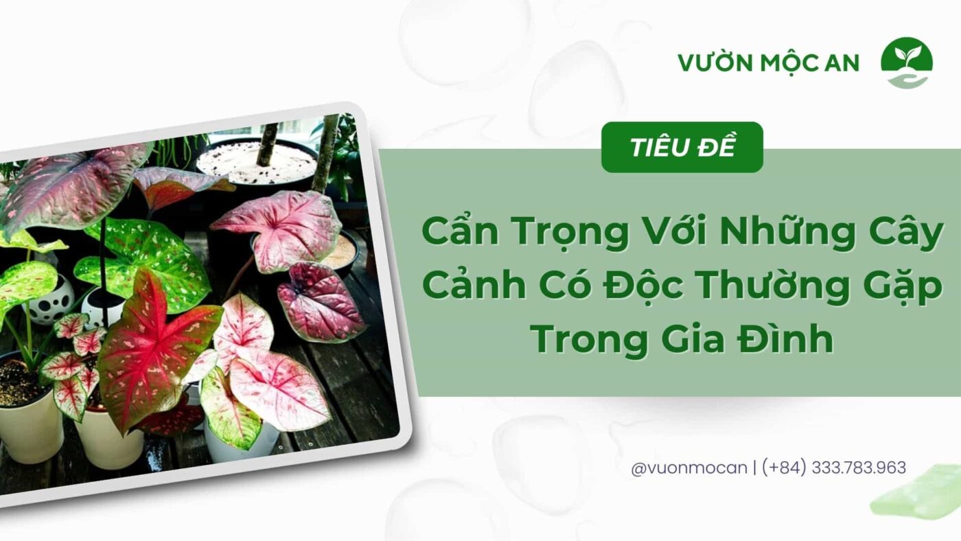 Những cây cảnh có độc