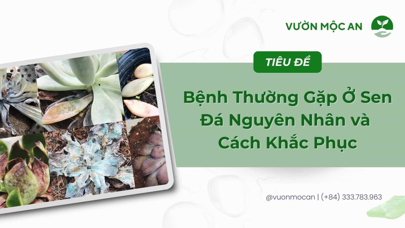 Những bệnh thường gặp ở sen đá