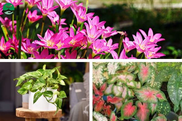 Những cây cảnh có độc phổ biến