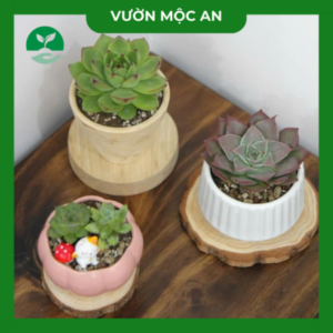 Sen Đá Để Bàn Vườn Mộc An