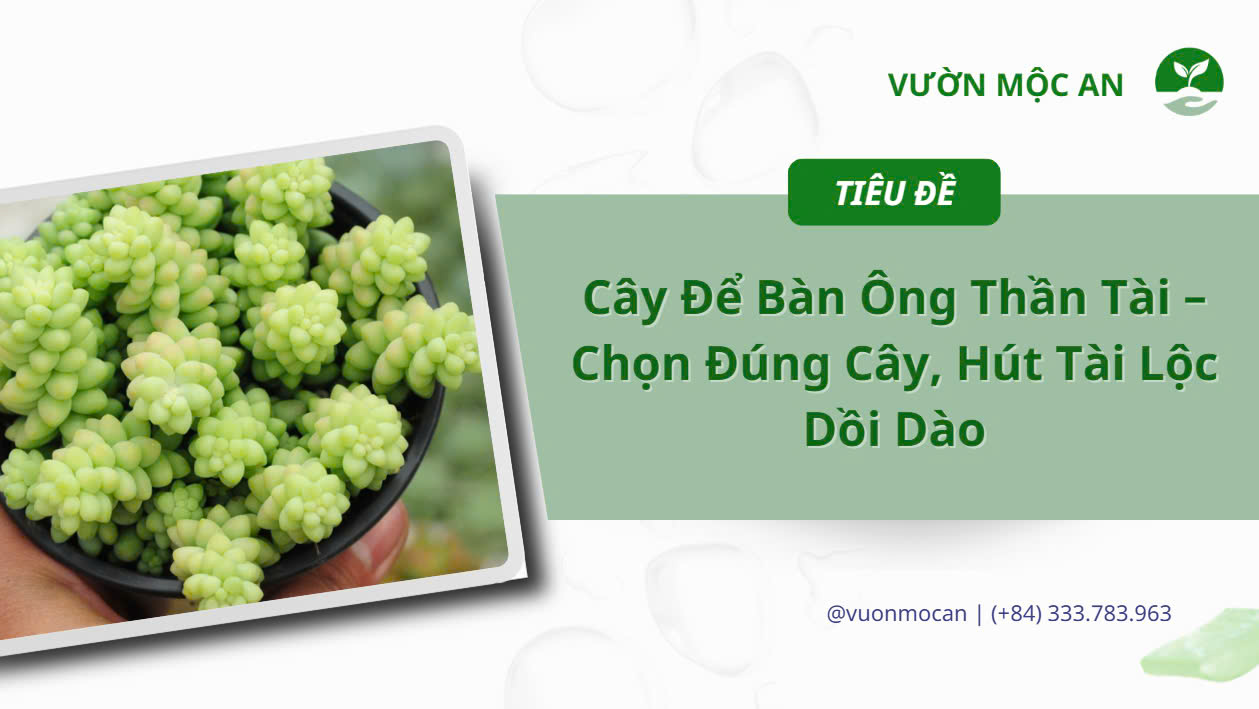 Cây để bàn ông thần tài