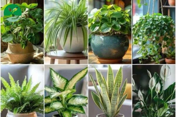 Những Loại Cây Phong Thủy Tháng 4 Sẽ Mang Tài Lộc Về Nhà
