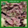 Sen Đá Pha Lê Đỏ Vườn Mộc An
