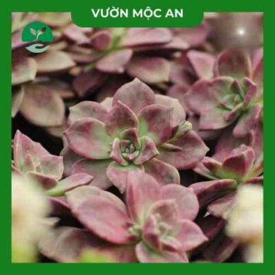 Sen Đá Pha Lê Đỏ Vườn Mộc An