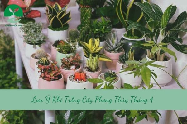 Lưu Ý Khi Trồng Cây Phong Thủy Tháng 4