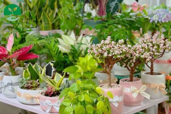 Những Loại Cây Phong Thủy Tháng 4