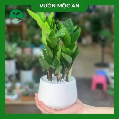 Cây kim tiền vườn mộc an