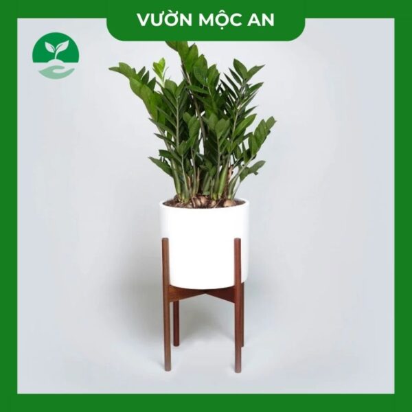 Cây kim tiền vườn mộc an