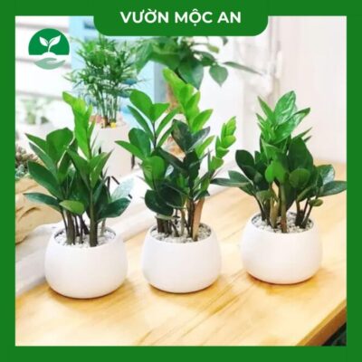 Cây kim tiền vườn mộc an