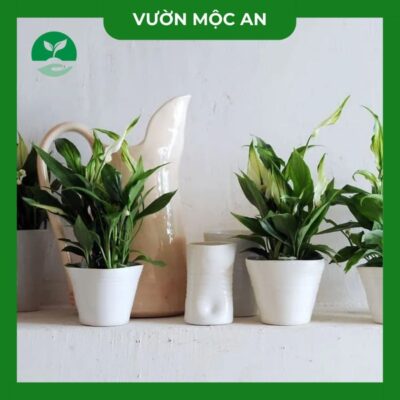 Cây Lan Ý Vườn Mộc An