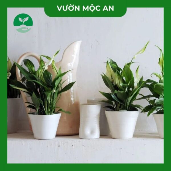 Cây Lan Ý Vườn Mộc An