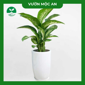 Cây Vạn Niên