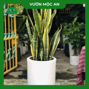 Cây Lưỡi Hổ