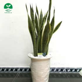 Cây Lưỡi Hổ