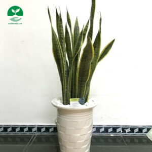 Cây Lưỡi Hổ