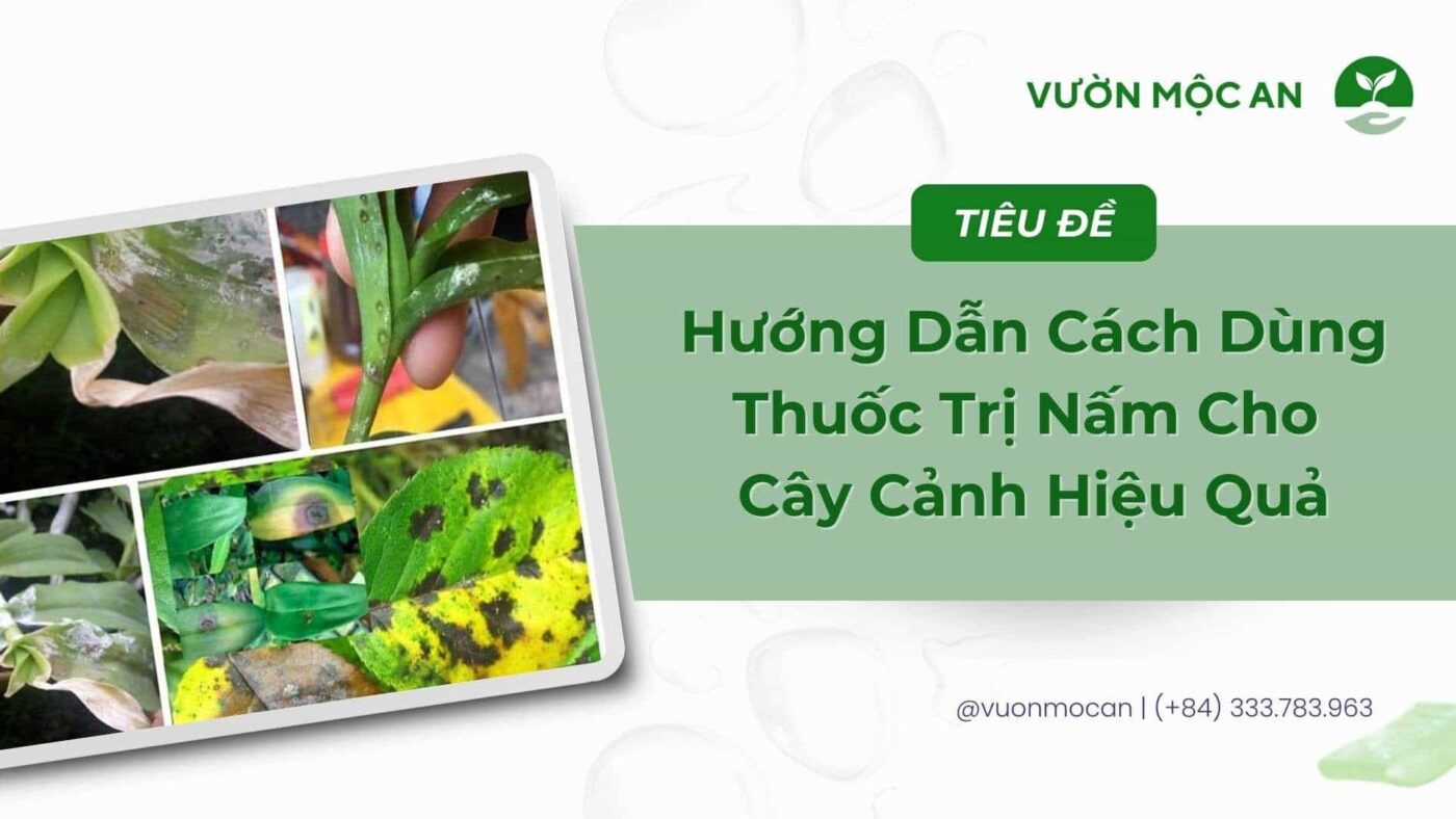 Cách sử dụng thuốc trị nấm cho cây cảnh