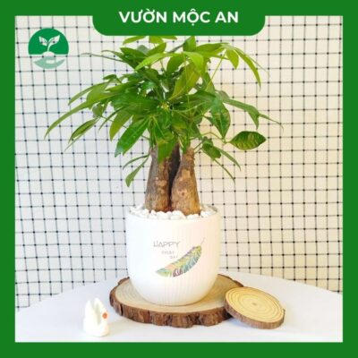 Cây kim ngân vườn mộc an