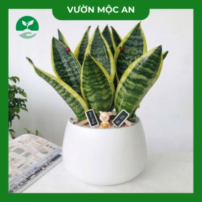 cây lưỡi hổ