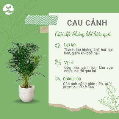 Tác dụng bảo vệ môi trường cây cau cảnh Ngày Trái Đất