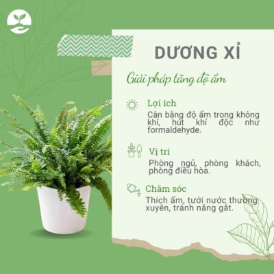 Tác dụng bảo vệ môi trường cây dương xỉ Ngày Trái Đất