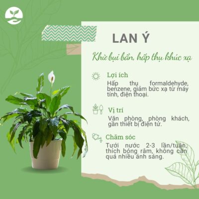 Tác dụng bảo vệ môi trường cây lan ý Ngày Trái Đất