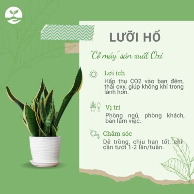 Tác dụng bảo vệ môi trường cây lưỡi hổ Ngày Trái Đất