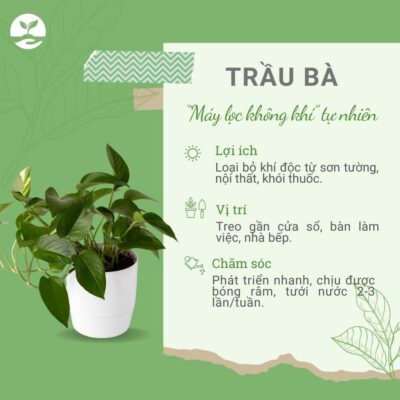 Tác dụng bảo vệ môi trường cây trầu bà Ngày Trái Đất