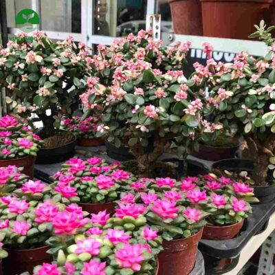 Những loại sen đá phổ biến