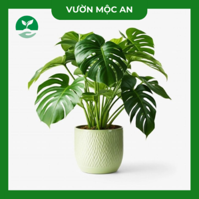 trầu bà nam mỹ