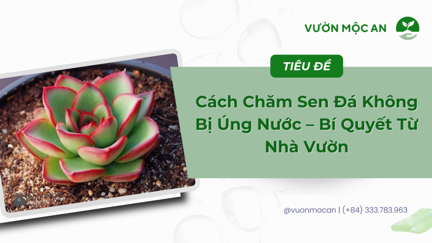Sen đá không bị úng nước
